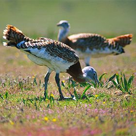 Ecoturismo em Castro Verde写真: Nuno Lecoq